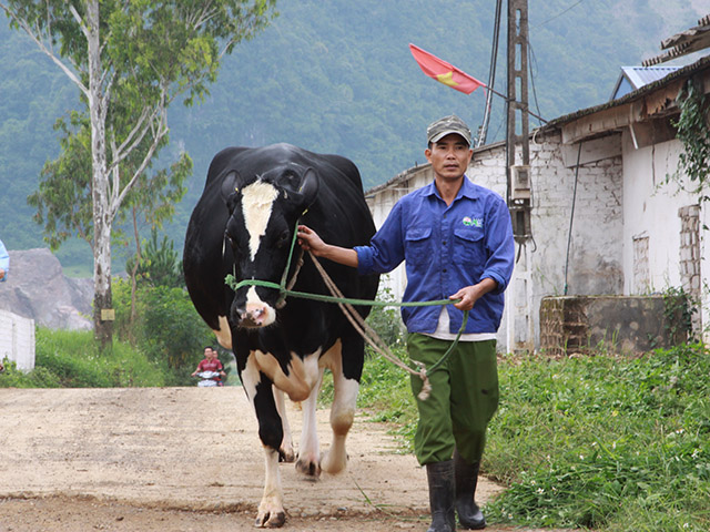 hoa hậu,hoa hậu Bò Sữa, Mộc Châu, chăn nuôi bò sữa