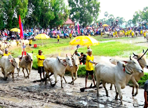 Lễ hội đua bò Bảy Núi,An Giang
