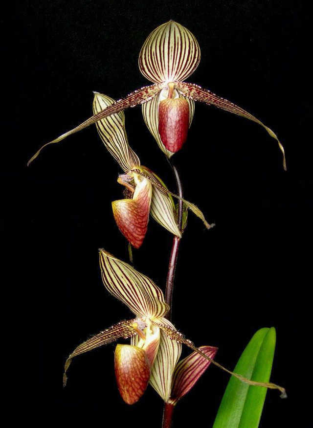 Hiá»n, lan Gold of Kinabalu orchid chá» cÃ³ trong vÆ°á»n quá»c gia Kinabalu á» Sabah nÆ°á»c Malaysia.