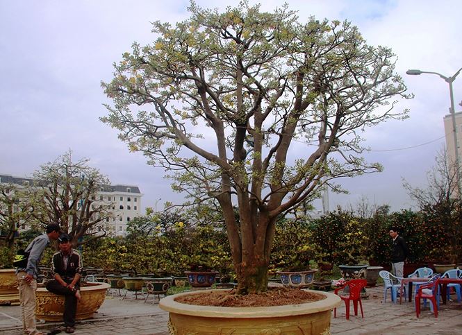 Tận thấy cây mai hơn 100 tuổi, giá 3 tỷ ở chợ hoa Tết Đà Nẵng - ảnh 1