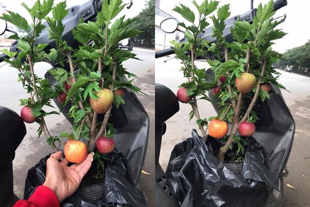 Bi hài táo bonsai “mọc” trên cây dâm bụt bán đầy đường phố Hà Nội - 1