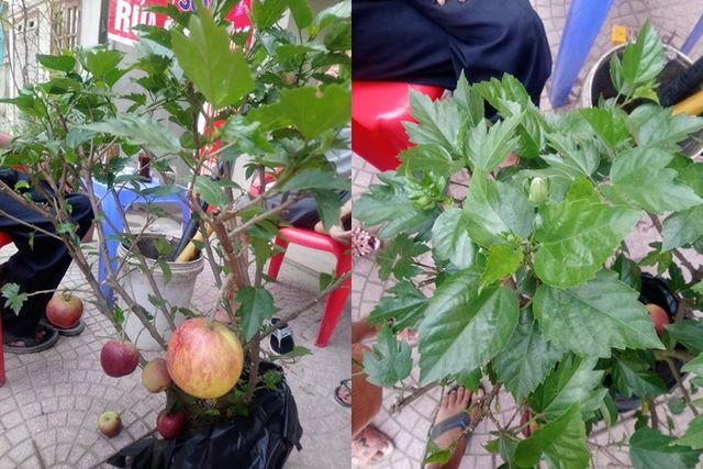 Bi hài táo bonsai “mọc” trên cây dâm bụt bán đầy đường phố Hà Nội - 2