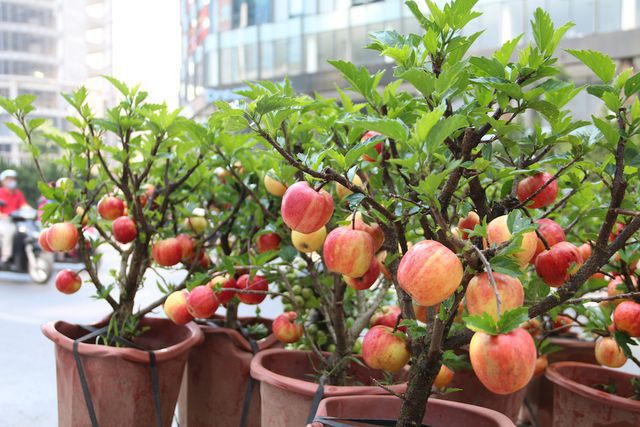 Bi hài táo bonsai “mọc” trên cây dâm bụt bán đầy đường phố Hà Nội - 3