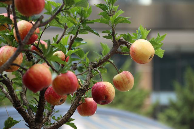 Bi hài táo bonsai “mọc” trên cây dâm bụt bán đầy đường phố Hà Nội - 5